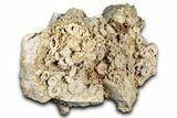 Mississippian Fossil Crinoid Stem Cluster - Kentucky #358786-1